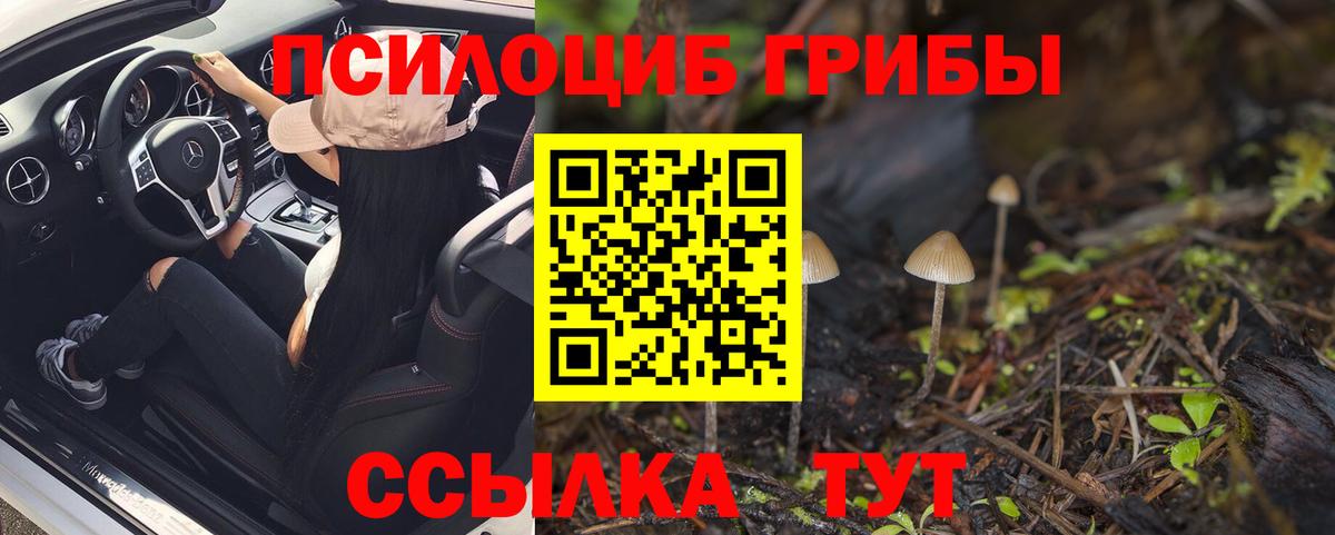 закладка  Вход с VPN  Чистополь  Псилоцибиновые грибы Psilocybine cubensis 